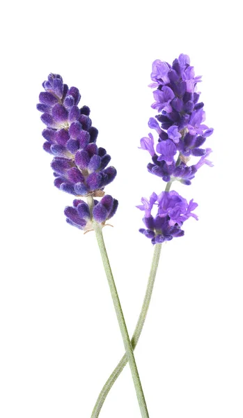 Lavender Blommor Isolerad Vit Bakgrund — Stockfoto