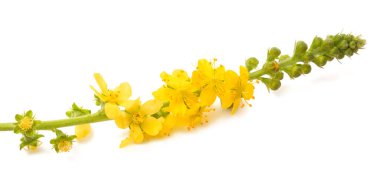 Beyaz arka planda izole edilmiş yaygın tarım çiçekleri