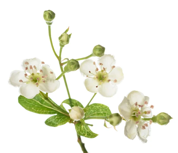Branche Aubépine Avec Fleurs Isolées Sur Fond Blanc — Photo