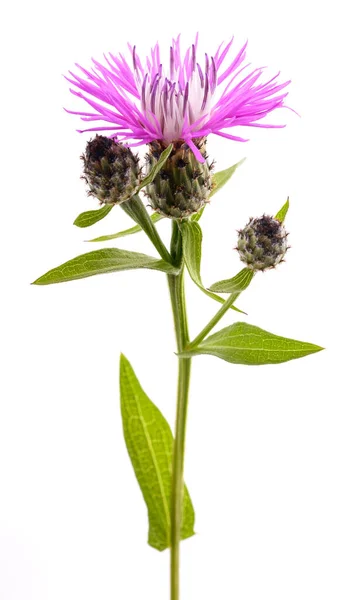 Short Fringed Knapweed Flower Isolated White Background —  Fotos de Stock