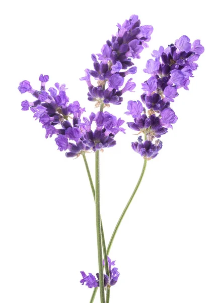 Lavendelblomster Isolert Hvit Bakgrunn – stockfoto