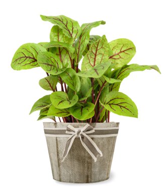 Red veined sorrel plant in  vase isolated on white clipart