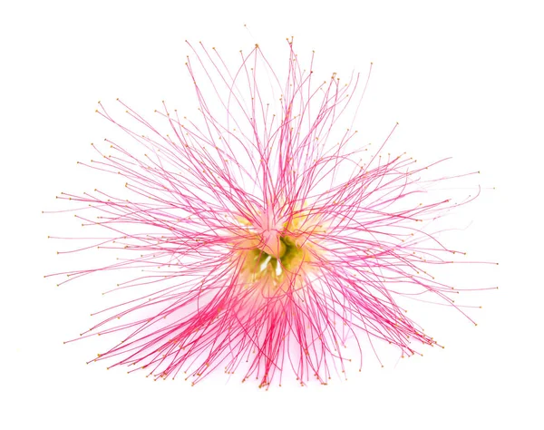 Pink Silk Tree Flower Isolated White — Stock Photo, Image