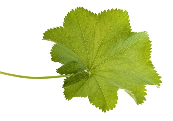 Lady Mantle Leaf Isolated White — Stock Photo, Image