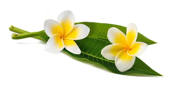 Frangipani Flowers Leaves Isolated White — Stock Photo, Image