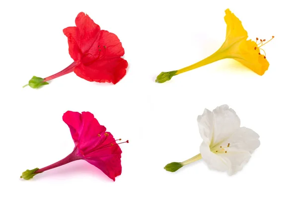Quatro Flores Isoladas Fundo Branco — Fotografia de Stock