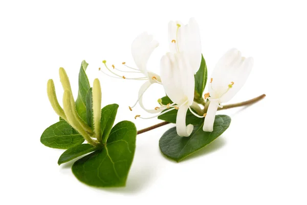 Kamperfoelie Takje Met Witte Bloemen Groene Bladeren Geïsoleerd Witte Achtergrond — Stockfoto