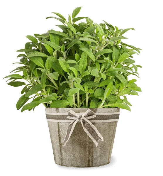 Salvia Växter Vas Isolerad Vit — Stockfoto