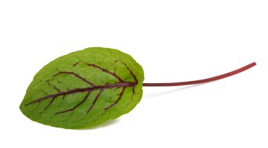Kırmızı damarlı kuş yaprağı beyaza izole edilmiş.