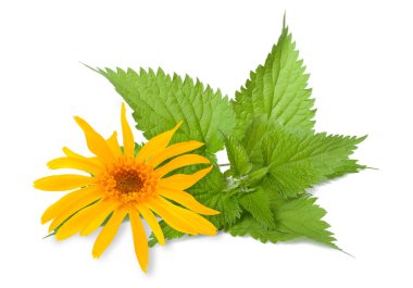Arnica and nettle isolated on white background clipart