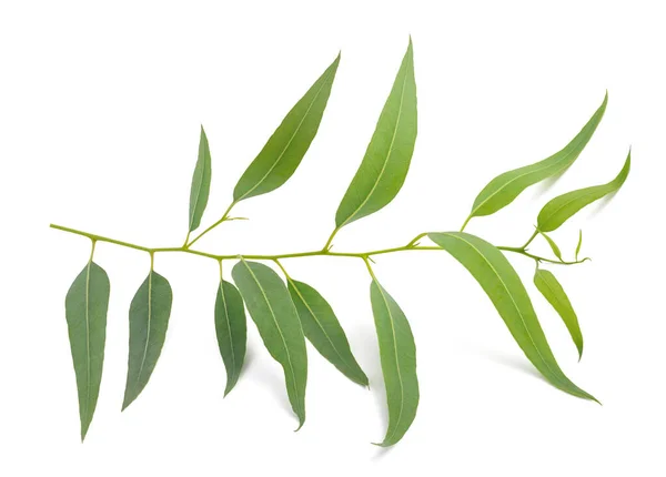 Eucalyptus Branch Med Löv Isolerade Vitt — Stockfoto