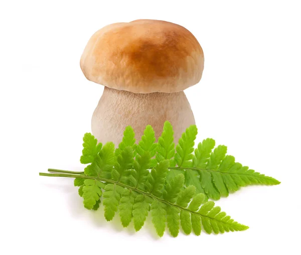 Green Fern Plantsand Boletus Mushroom Isolated White Background — Stock Photo, Image