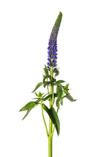 Spiked Speedwell Blume Isoliert Auf Weißem Hintergrund — Stockfoto
