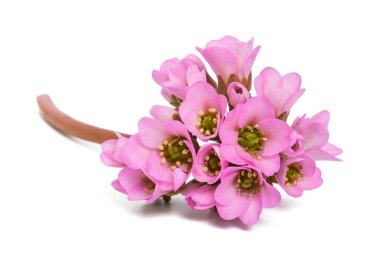 Bergenia crassifolia çiçekleri beyaz arkaplanda izole edilmiş