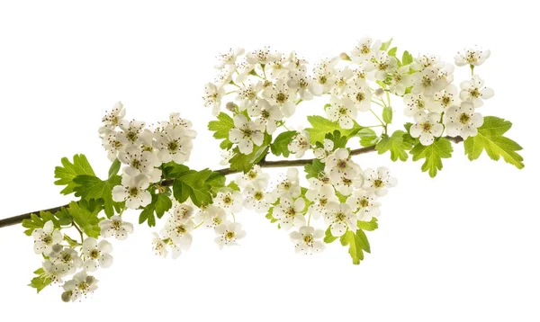 Hawthorn Větev Květy Izolované Bílém Pozadí — Stock fotografie