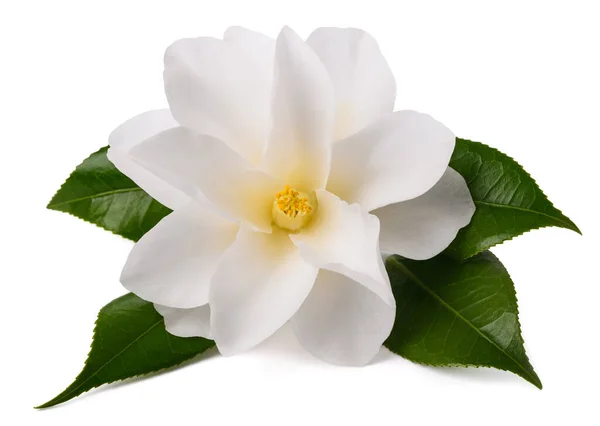 Flor Camélia Com Folhas Isoladas Branco — Fotografia de Stock