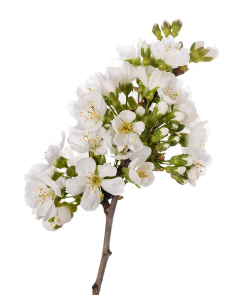 在白色的花朵上的樱桃枝条 — 图库照片