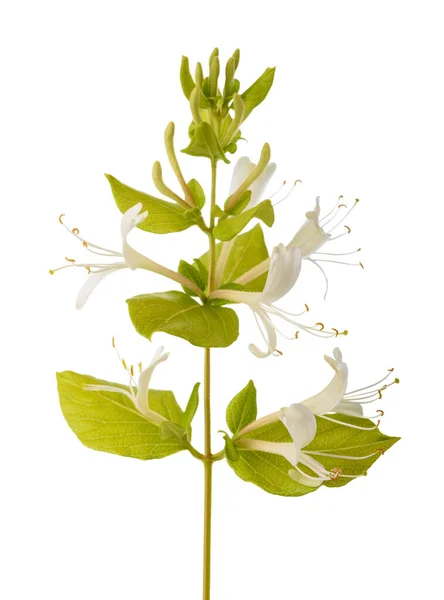 Zimolez Květ Izolované Bílém Pozadí — Stock fotografie