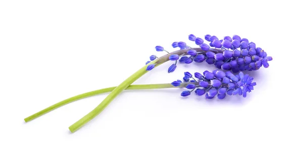 Grape Hyacinth Flowers Isolated White Background — Stock Photo, Image