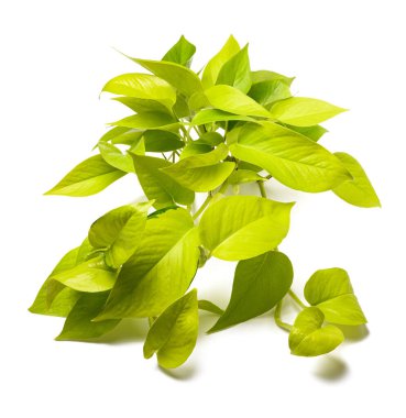 Neon pothos bitkisi beyaz arkaplanda izole edildi