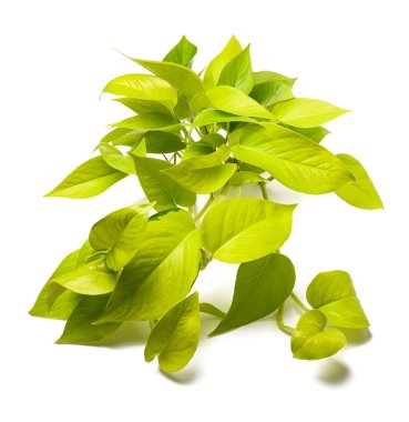 Neon pothos plant isolated on white background clipart