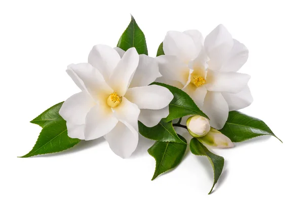 Fehér Kamélia Virágok Elszigetelt Fehér Háttér — Stock Fotó