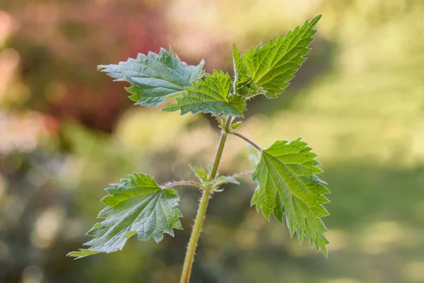 Nettle Blurred Green Background — Stock Photo, Image