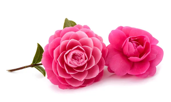 Růžové Kamélie Květiny Izolované Bílém Pozadí — Stock fotografie