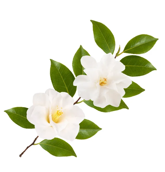 Camellia Branch Flowers Isolated White — Stock Photo, Image