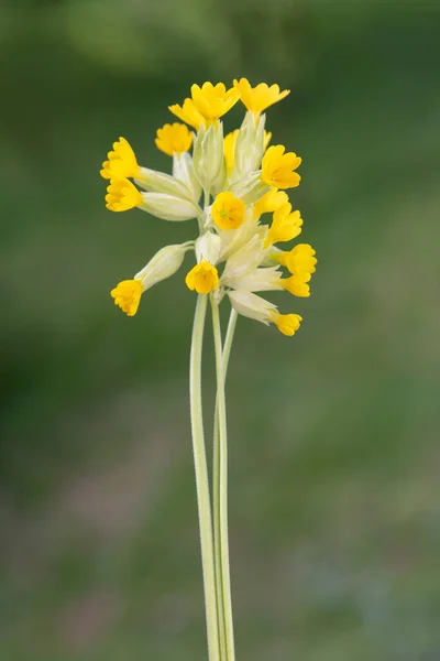Cowslip Primrose Blumen Auf Verschwommenem Grünem Hintergrund — Stockfoto