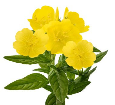 Common evening primroseplant with  flowers isolated on white clipart