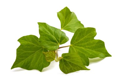 Beyaz arkaplanda Ivy şubesi izole edildi