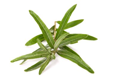 Beyaz arka plan üzerinde izole deniz cehri Şubesi