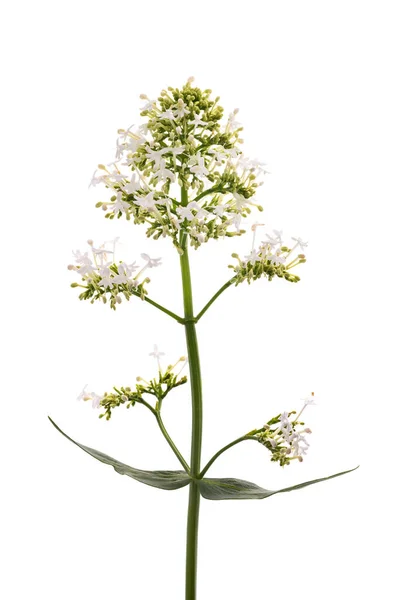 Bílé Valerijské Květiny Izolované Bílém Pozadí — Stock fotografie