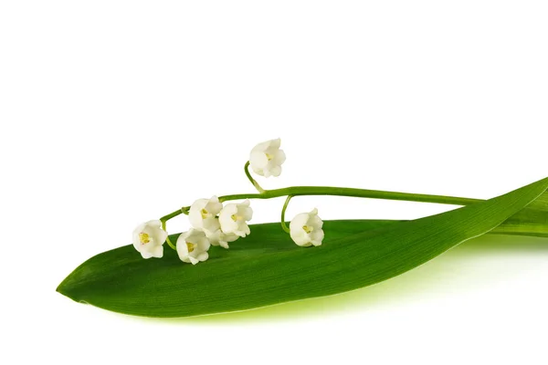 Lily Valley Isolated White Background — Stock Photo, Image