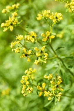 Bahçede çiçek açan Zarafet bitkisi