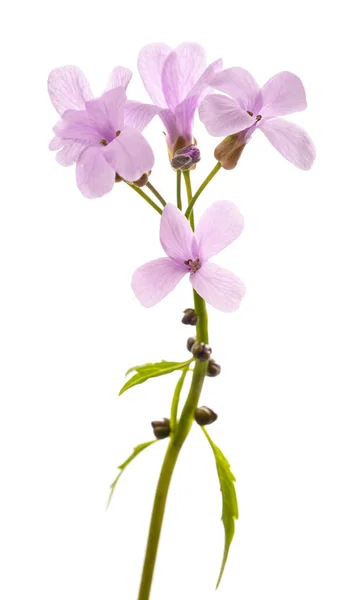 Řeřicha Setá Květiny Izolované Bílém Pozadí — Stock fotografie