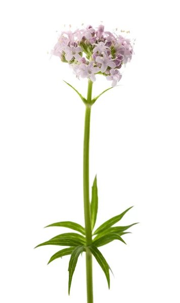 Valeriana Officinalis Blüht Isoalted Auf Weißem Hintergrund — Stockfoto