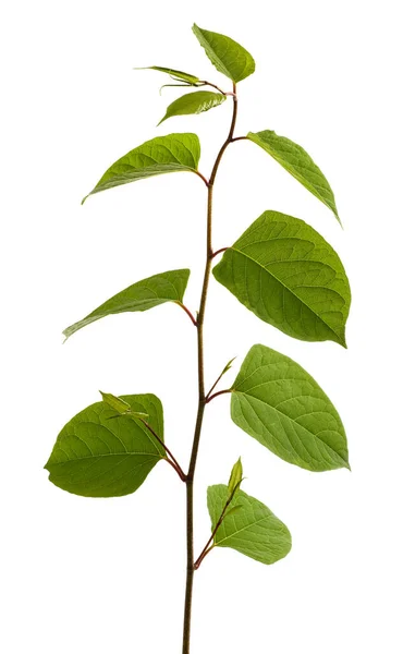 Asian Knotweed Branch Isolated White Background — Stock Photo, Image