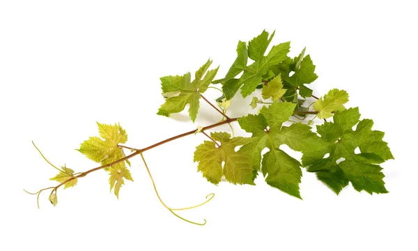 Виноградная Ветвь Изолирована Белом Фоне — стоковое фото
