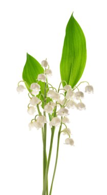 Vadideki zambak beyaz arka planda izole edilmiş