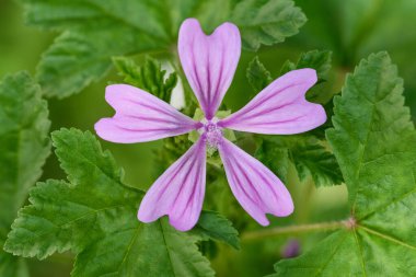 Arka planda yaprakların üzerinde Mallow çiçeği