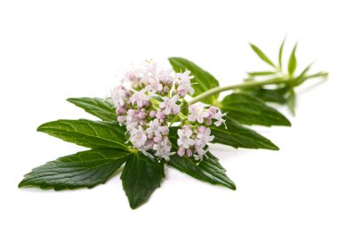 Valeriana resmi çiçekleri beyaz arka planda.