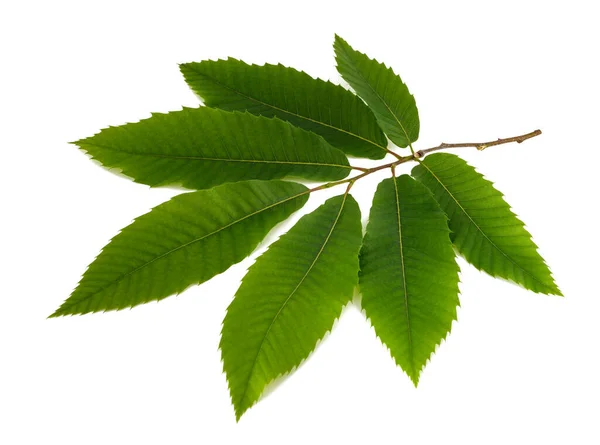Chestnut Branch Leaves Isolated White Background — Stock Photo, Image