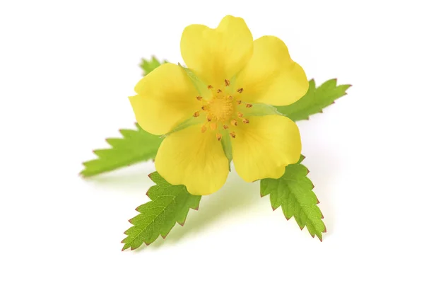Creeping Cinquefoil Flower Isolated White Background — Stock Photo, Image