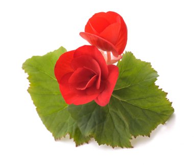 Beyaz arkaplanda kırmızı begonya çiçekleri izole edilmiş