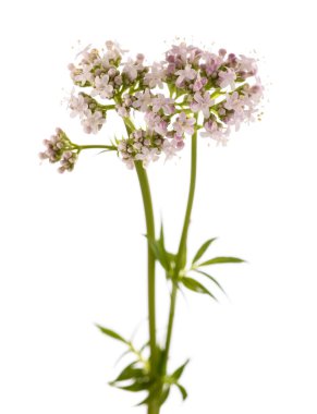 Valeriana resmi çiçekleri beyaz arka planda.