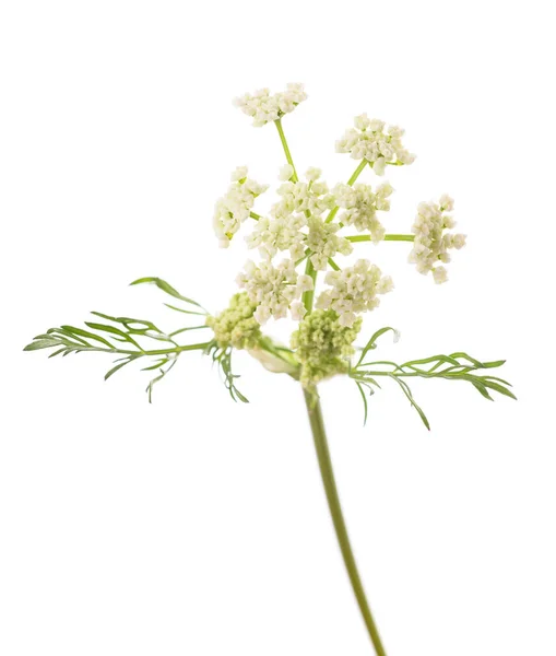 Carum Carvi Květiny Izolované Bílém Pozadí — Stock fotografie