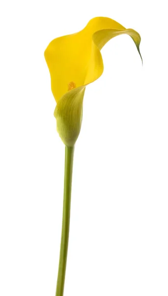 Amarelo Calla Flor Isolada Fundo Branco — Fotografia de Stock
