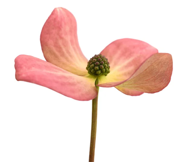Blommande Hundträ Blomma Isolerad Vit Bakgrund — Stockfoto